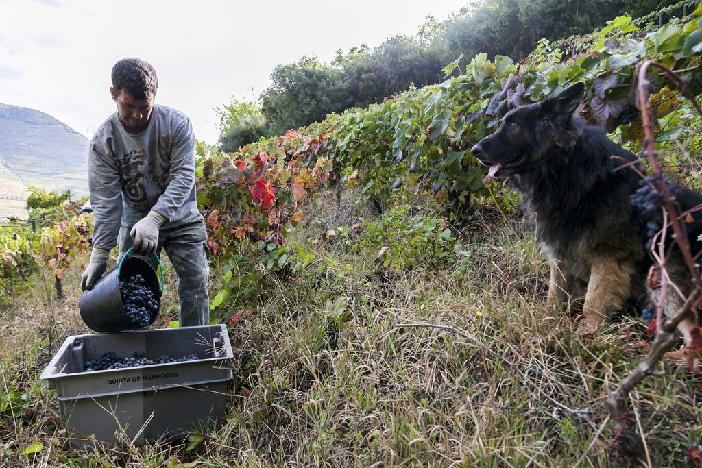 Willa Quinta De Marrocos Peso da Régua Zewnętrze zdjęcie